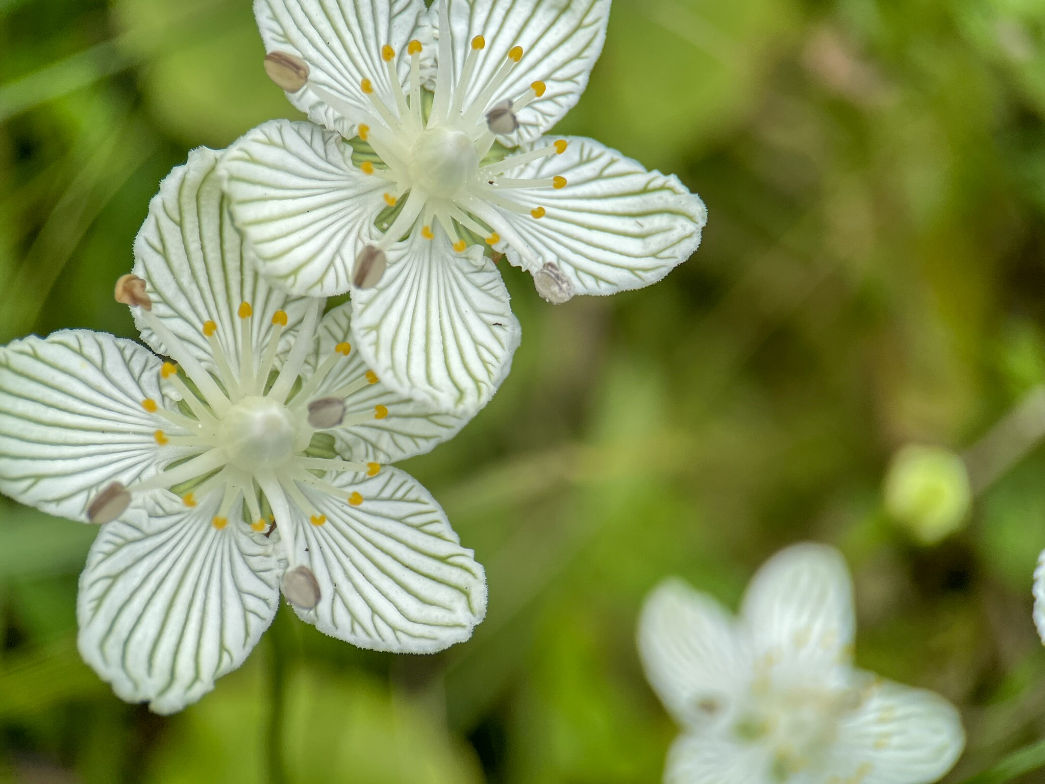 Two white grass-of-Parnassus flowers show five petals each marked with fine green veins, surrounding a pale green center ringed by yellow-tipped stamens, against blurred green foliage.