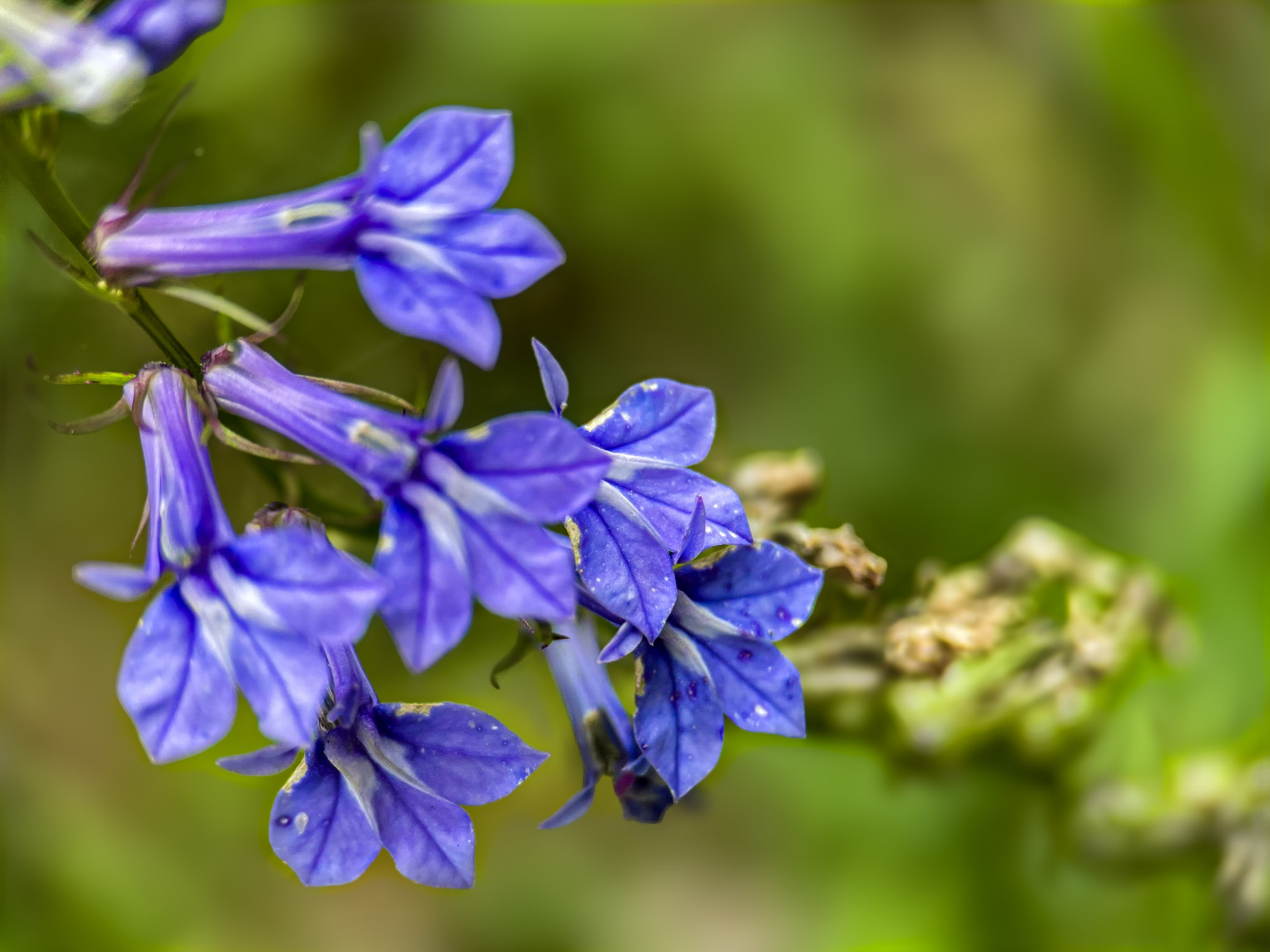 Several deep blue-violet lobelia flowers with fanned lower lips bloom along an upright stem, with faded blooms further along the stalk and a soft green background.