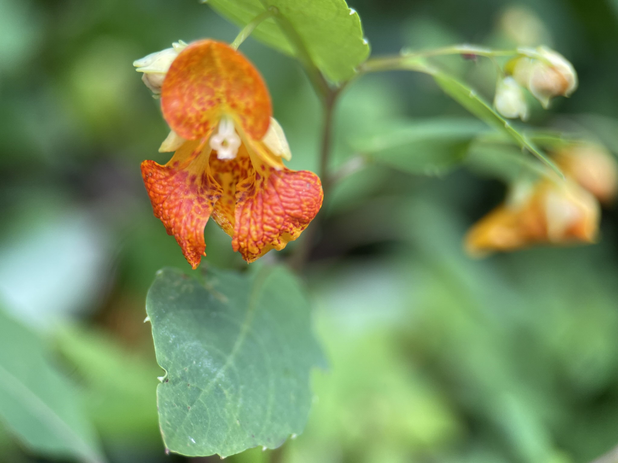 A single orange jewelweed flower with reddish speckles and a flared trumpet shape hangs from a slender stem among bright green leaves, with pale buds and a second blurred bloom nearby.