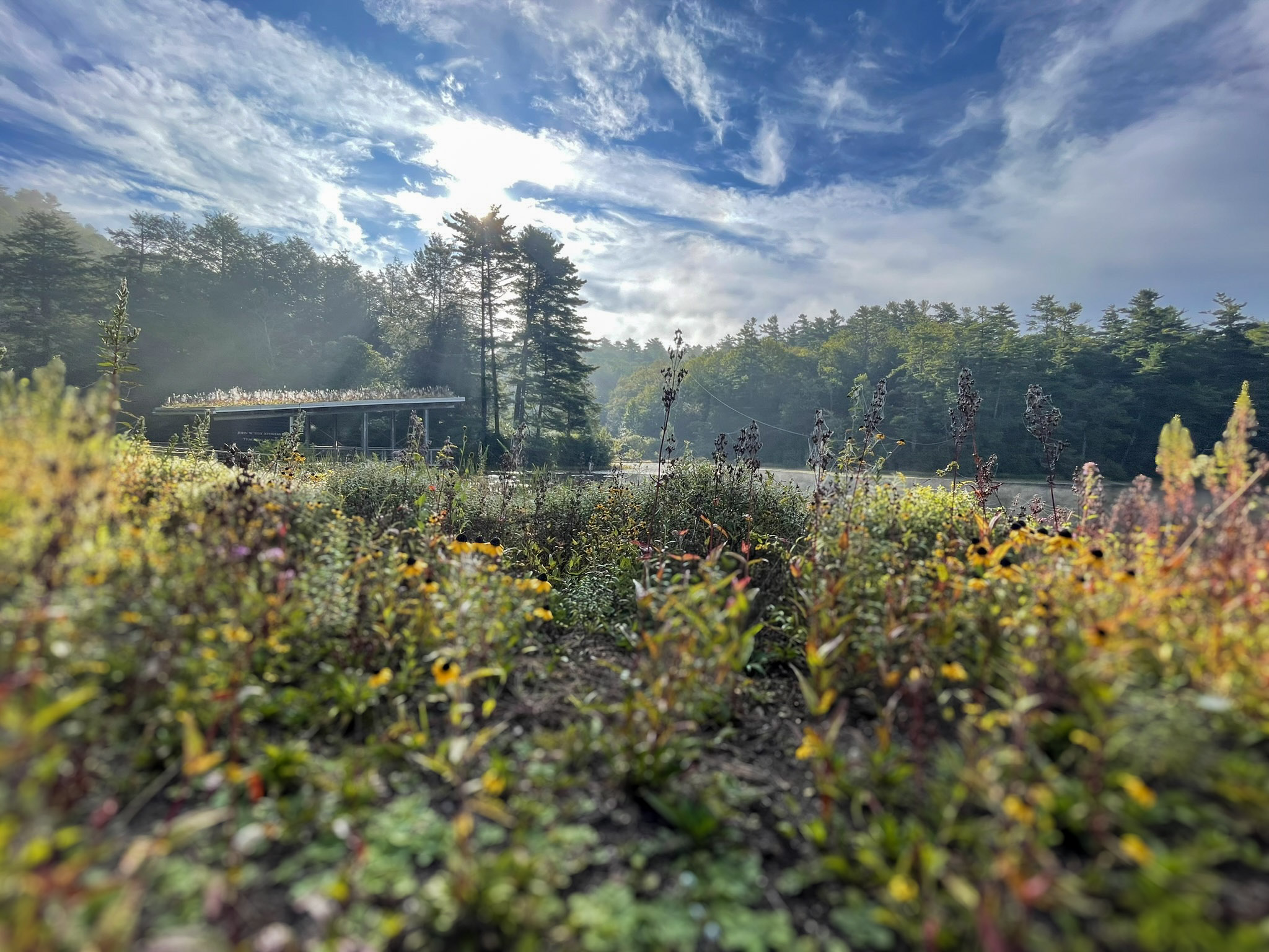 A dense late-summer meadow of black-eyed Susans and dried seedheads in the foreground, with a low open-sided pavilion with a planted green roof, drifting mist, tall pines, and a bright cloudy sky beyond.