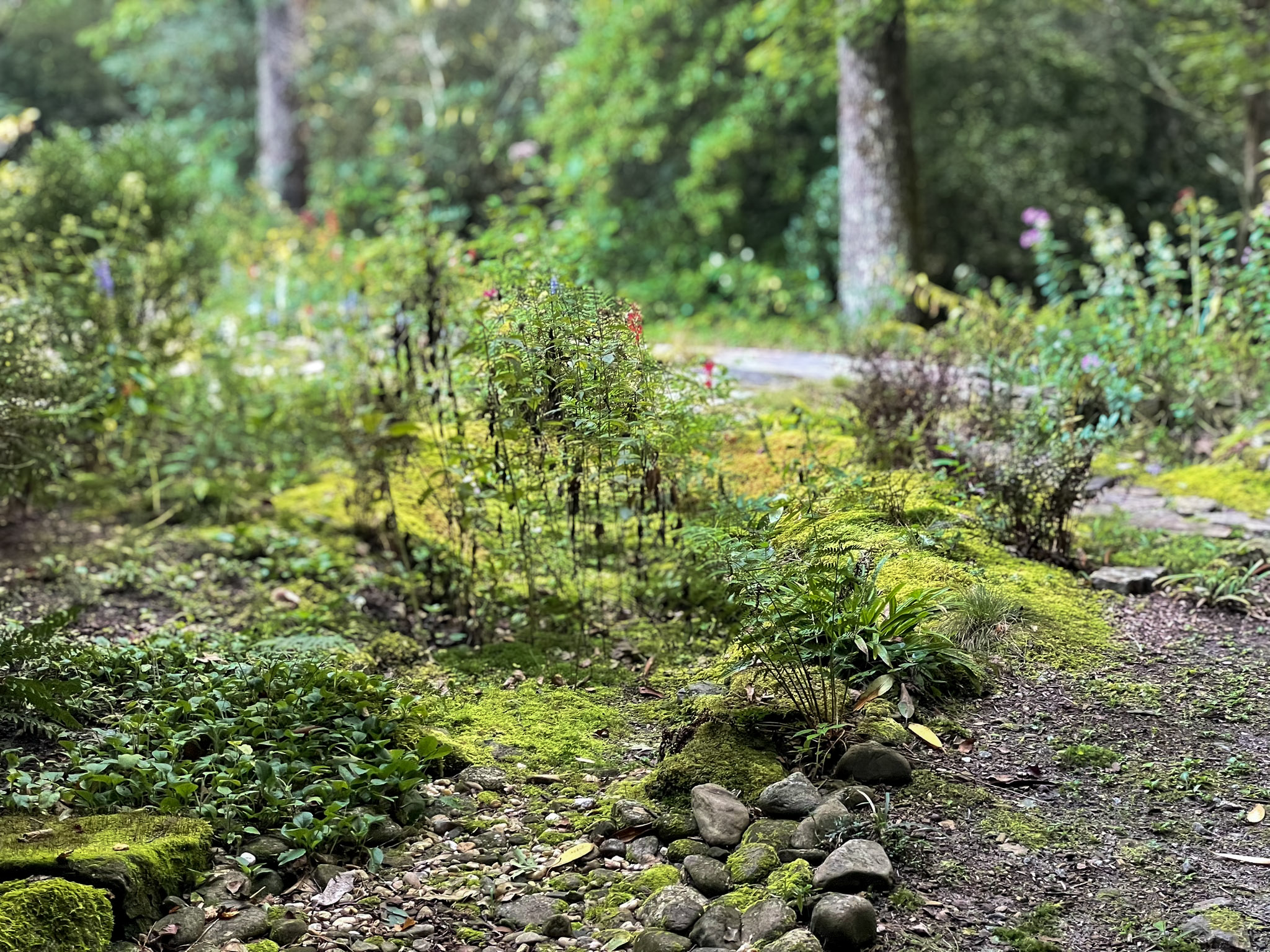 A mounded bed of bright green moss studded with small ferns and seedlings runs beside a gravel path, with river stones in the foreground and blurred red and purple flowers among trees behind.