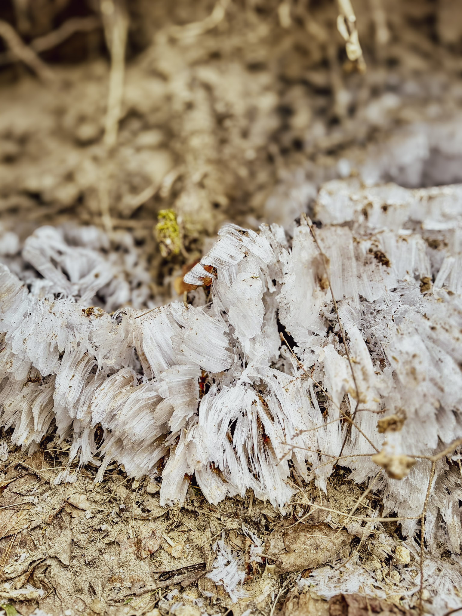 Dense fans of white needle-shaped ice crystals extrude from an eroded soil bank, lifting fragments of dirt and leaf litter, with blurred bare stems in the background.