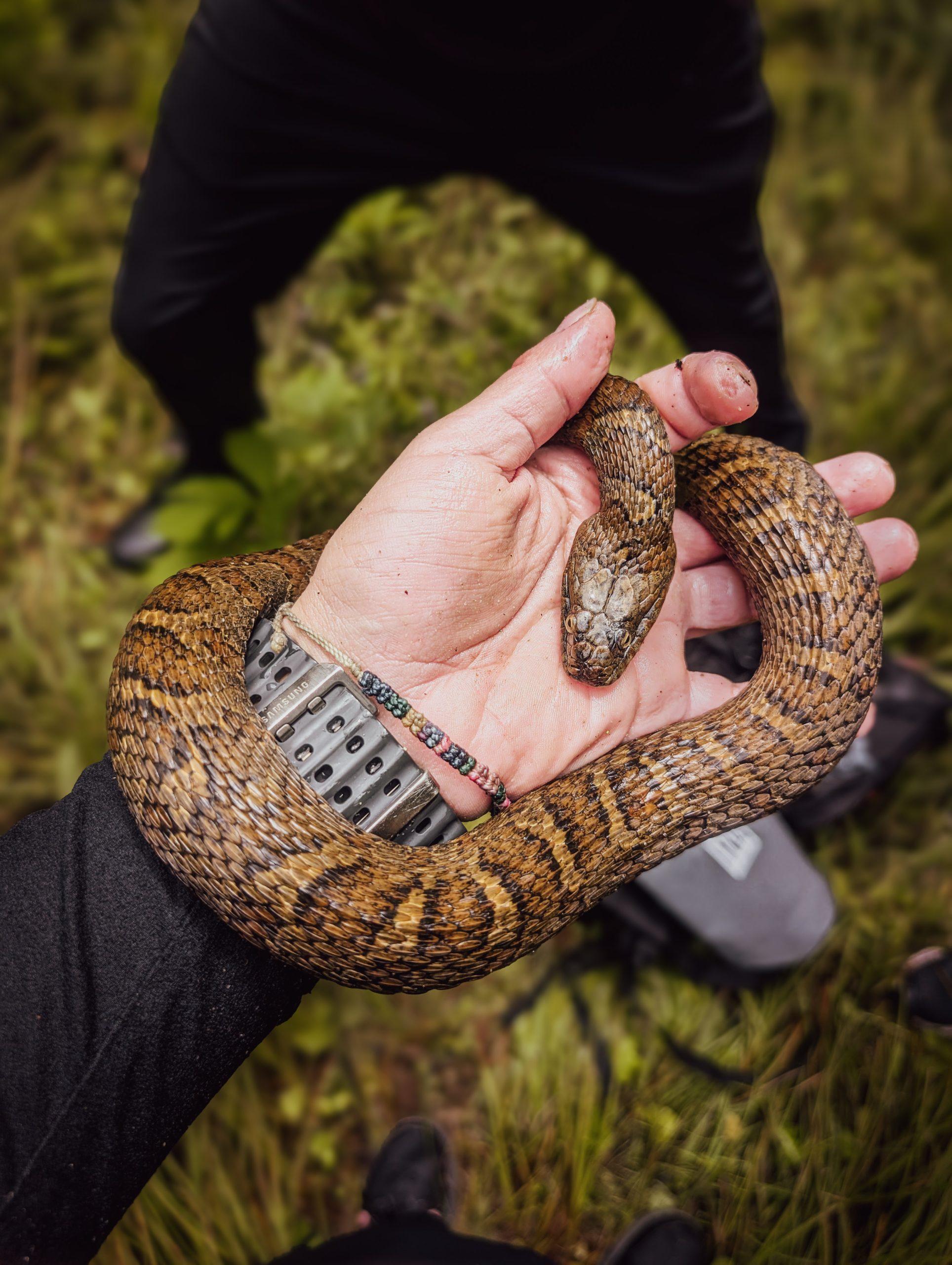 A snake encountered during fieldwork near the Station