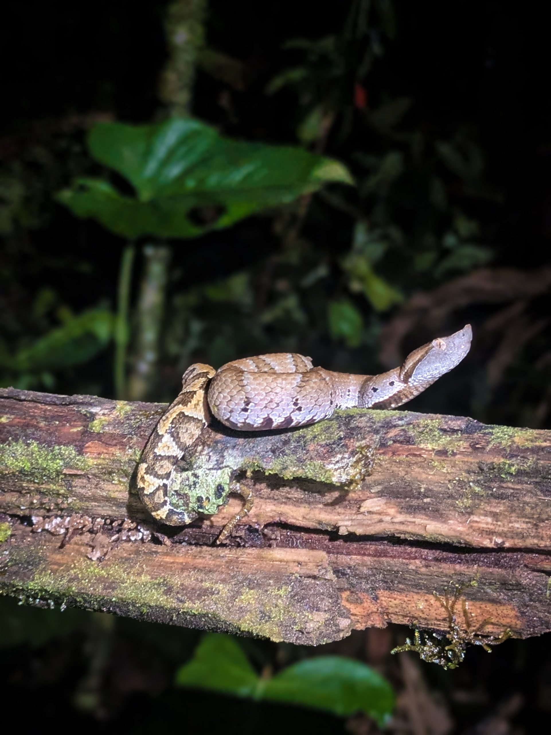 A snake on a branch, Ecuador
