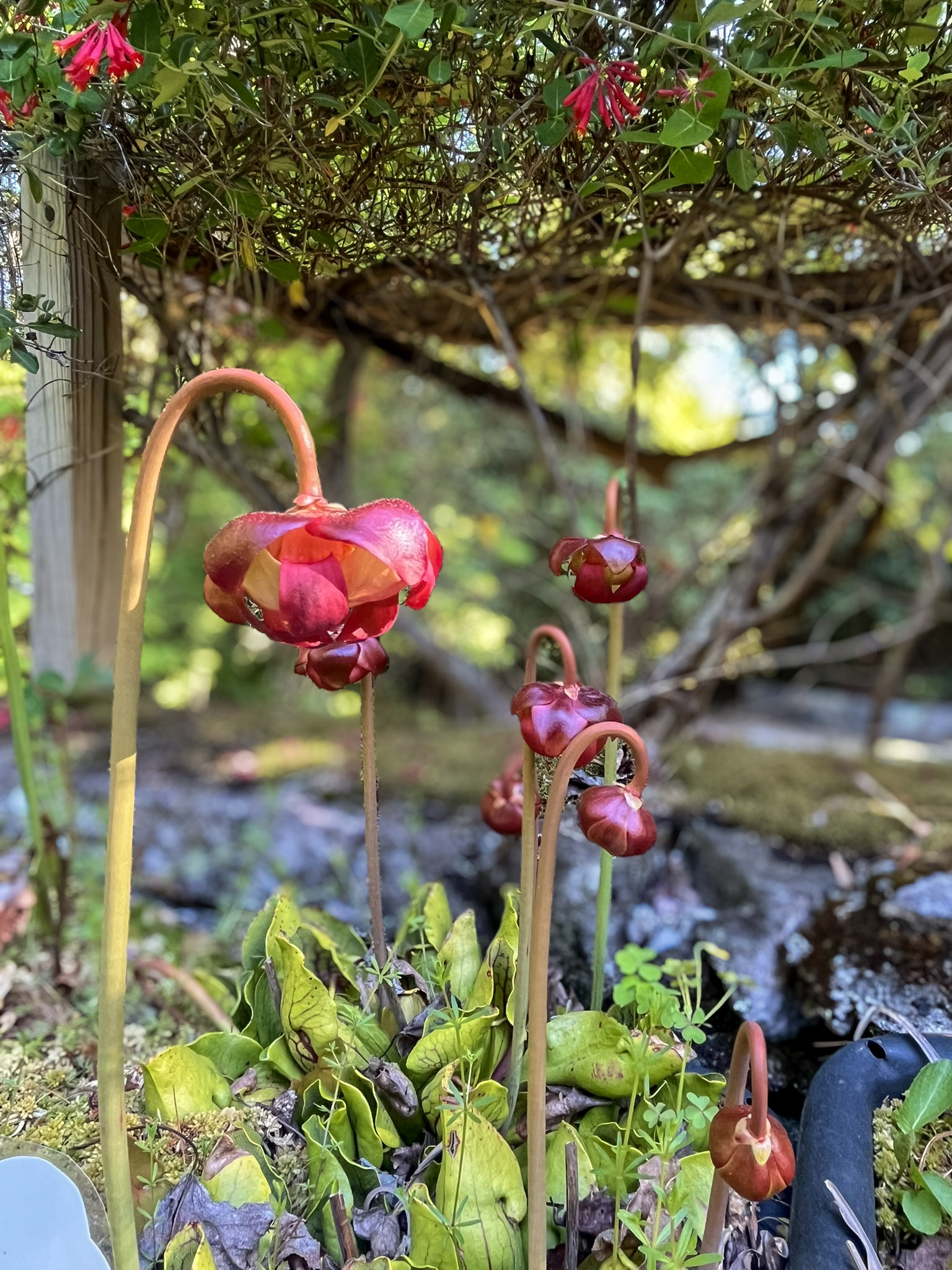 Nodding burgundy pitcher plant flowers on tall arching stalks rise above a rosette of green and red-veined pitcher-shaped leaves at ground level, with coral honeysuckle blooming on a wooden arbor overhead.