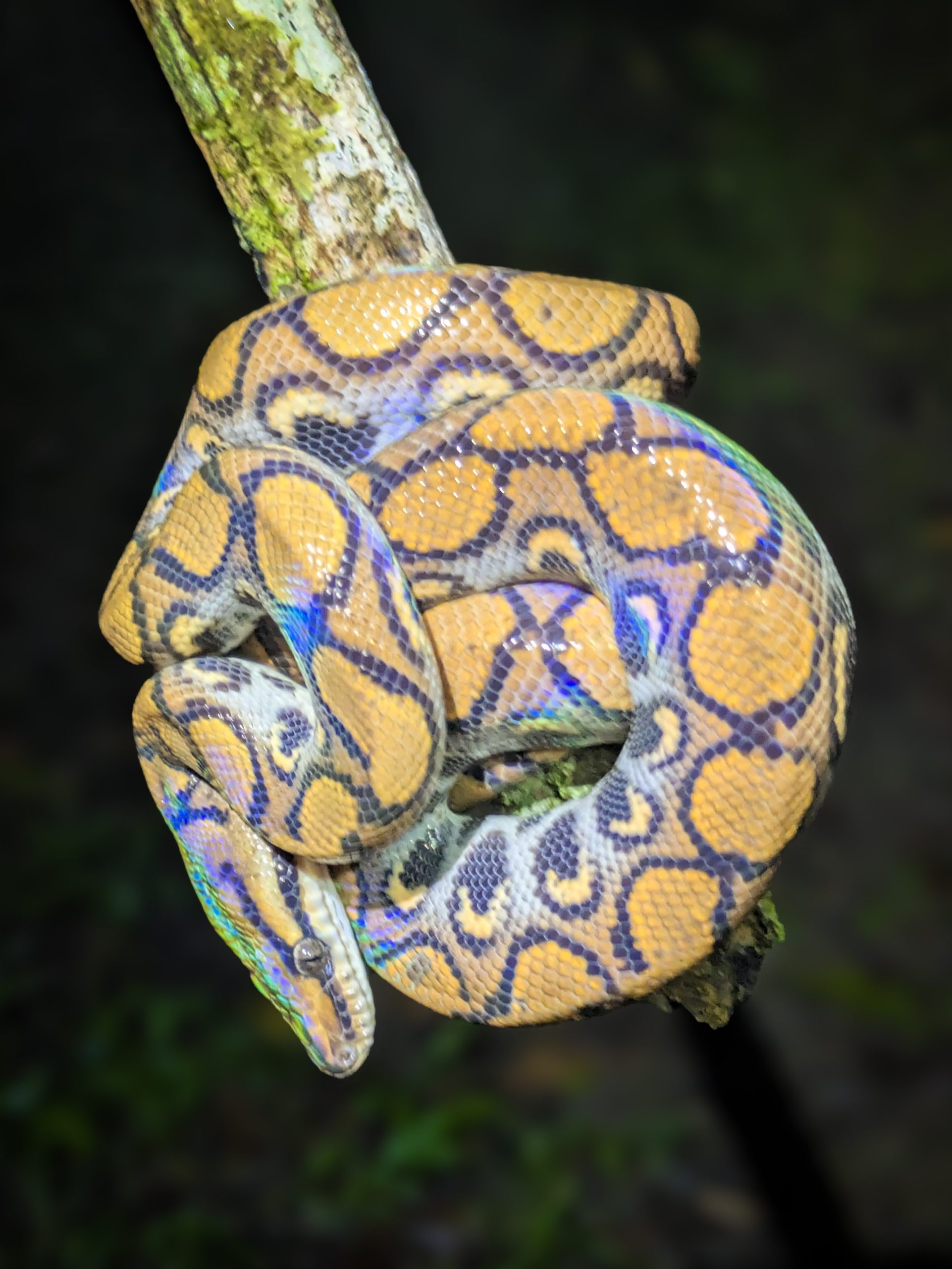 A snake on a branch, Ecuador