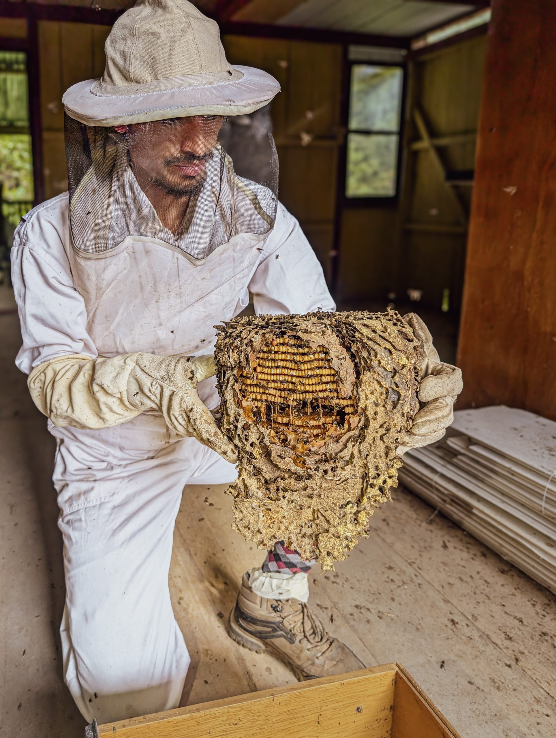 Examining the comb of a meliponine bee colony