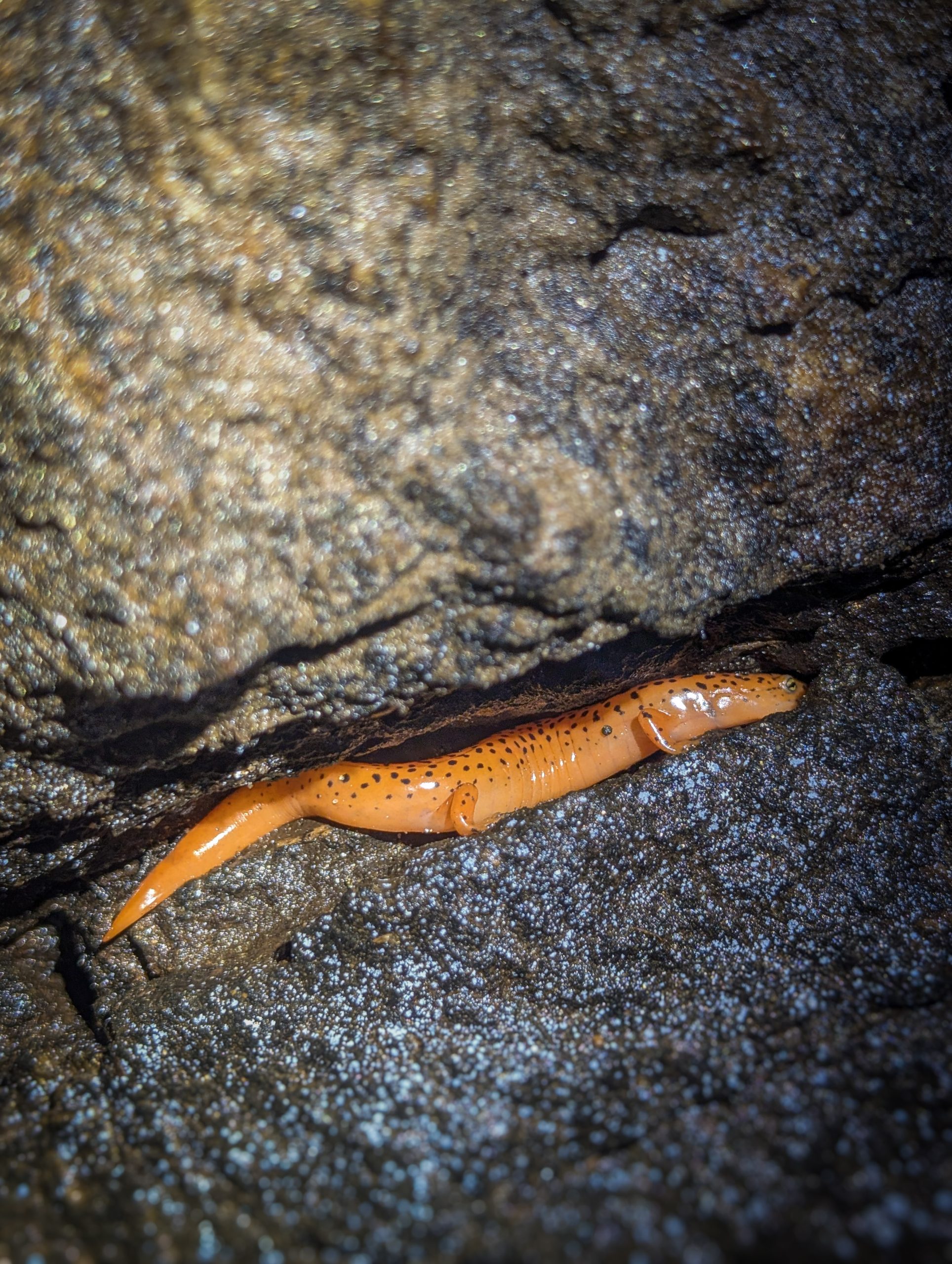 A red salamander, Pseudotriton ruber, its crimson body marked with dark spots.