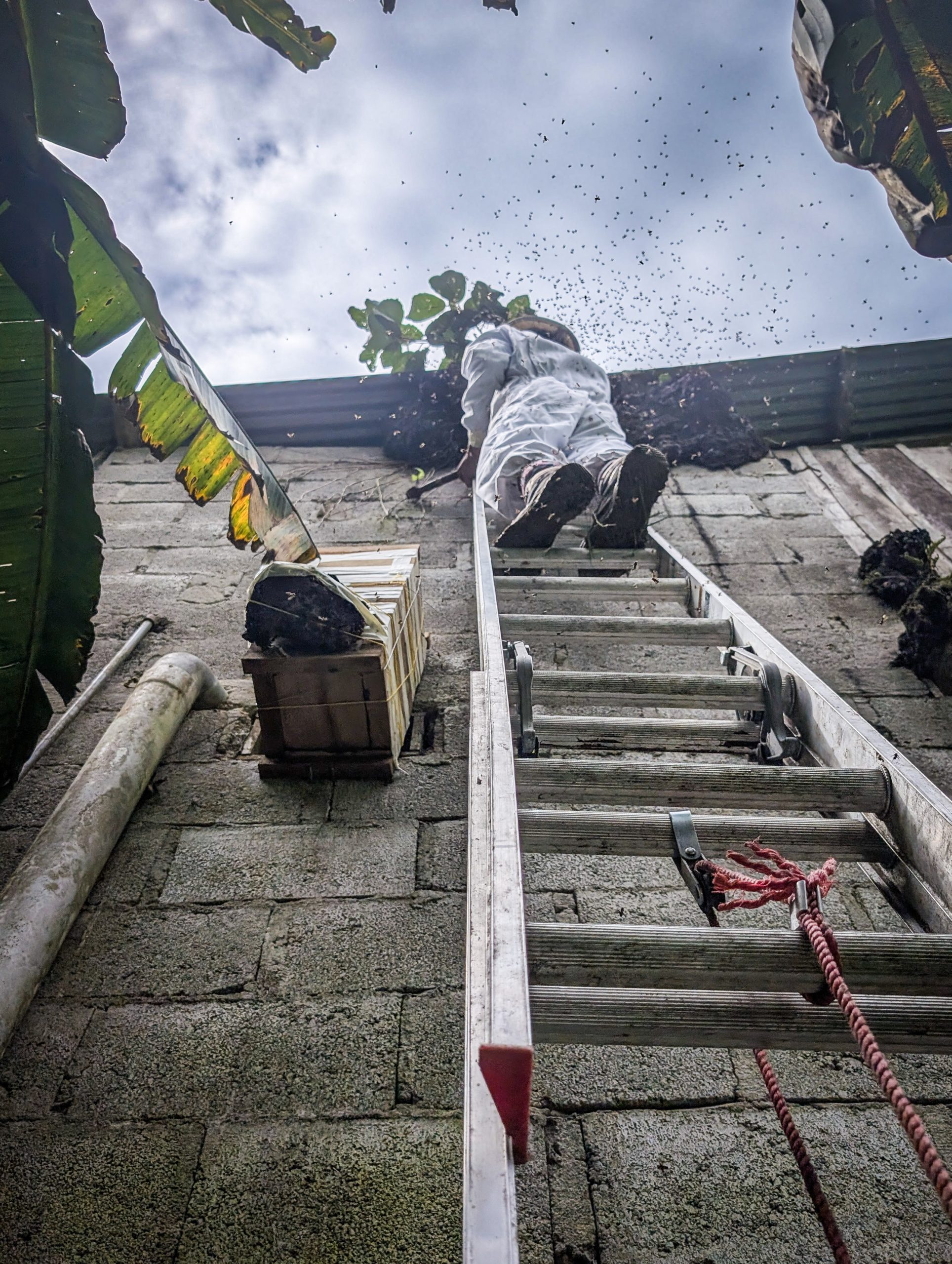 A rooftop bat colony removal