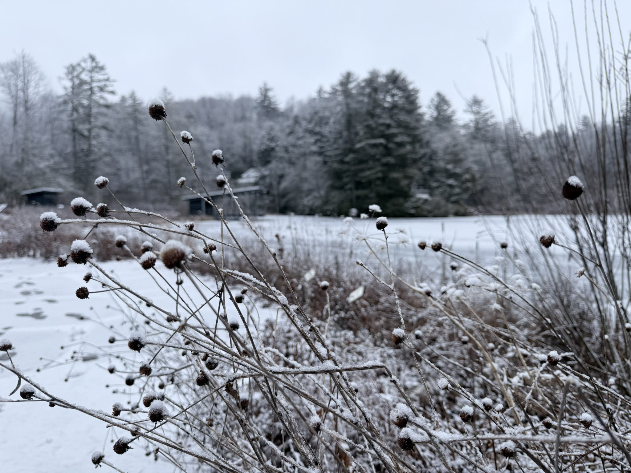 Snow-capped round seedheads on bare arching stems fill the foreground above a frozen lake, with snow-covered forest and a dark building visible across the ice under a flat gray sky.