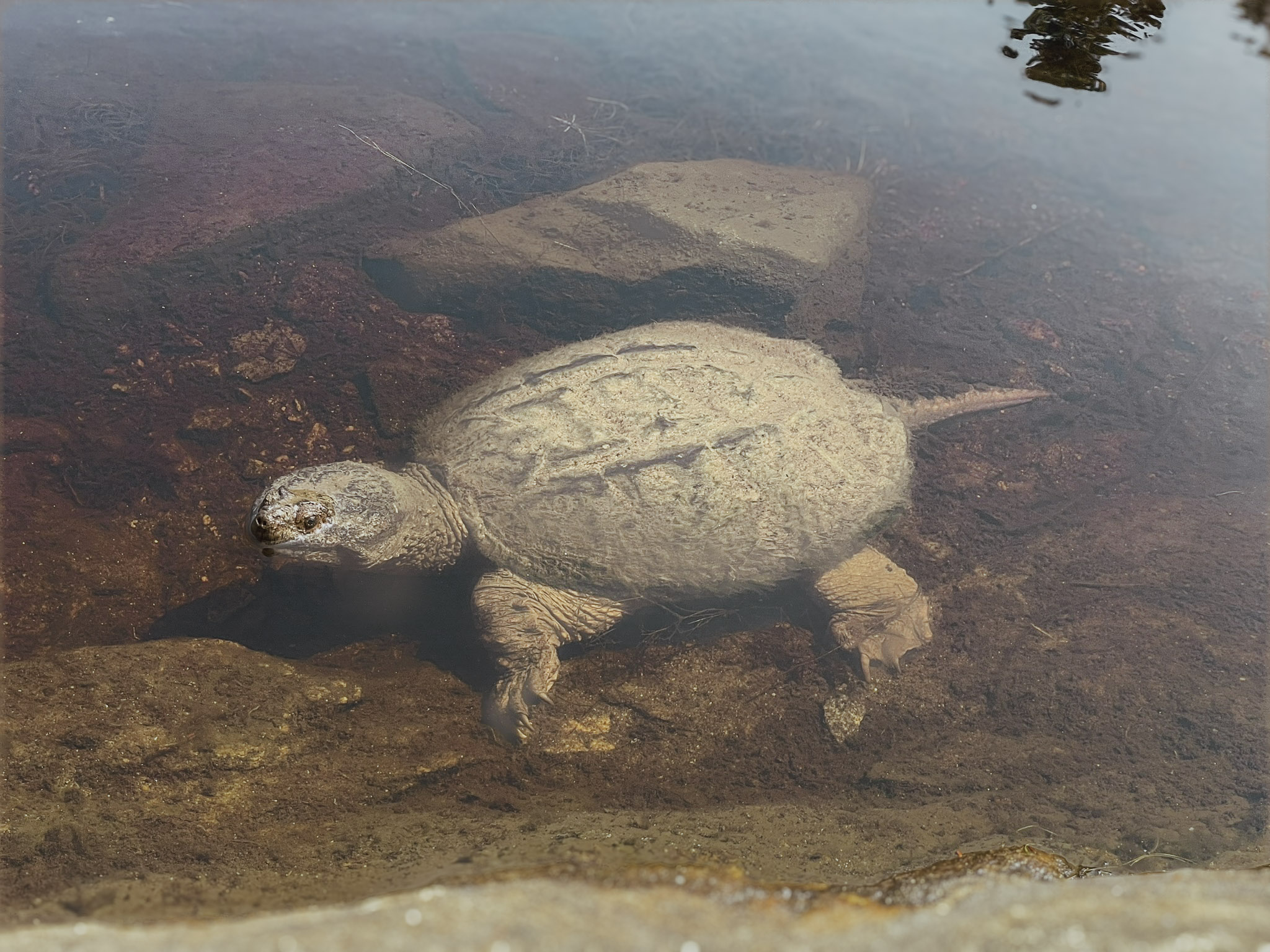 A large snapping turtle rests on the rocky bottom in clear shallow water viewed from above, its algae-covered ridged shell, clawed feet, and long saw-toothed tail visible through the surface.