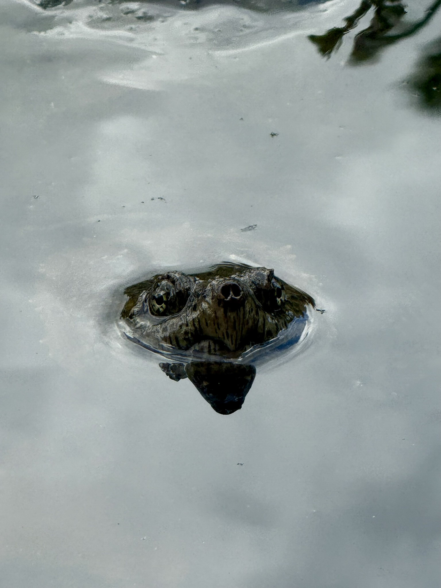 A common snapping turtle's head breaks the surface of still gray water, with only its eyes, nostrils, and the ridge of its jaw visible above the waterline and ripples spreading outward.
