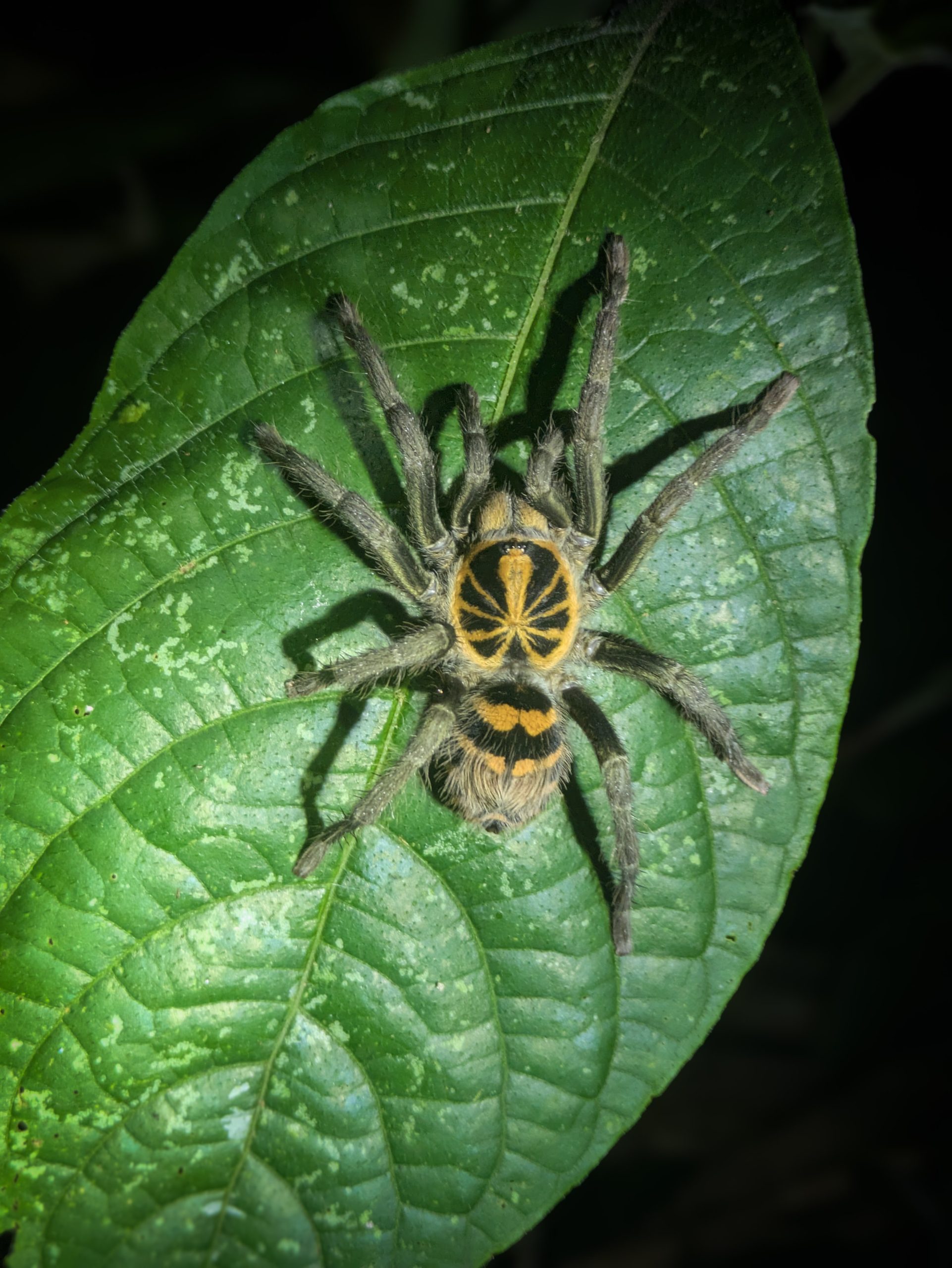 A tarantula on a broad leaf, Ecuador