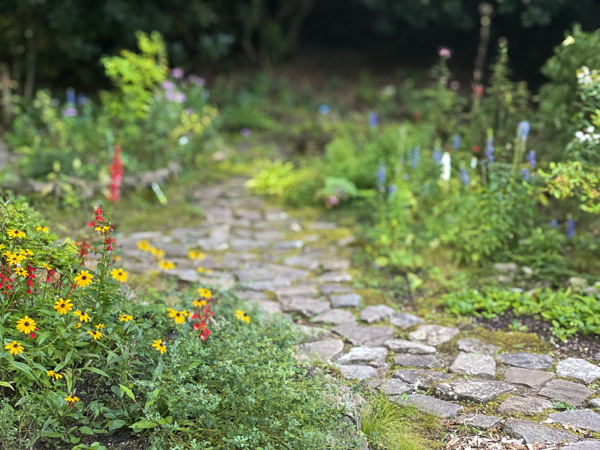 A moss-jointed flagstone path curves through garden beds, with yellow black-eyed Susans and red cardinal flower along the left edge and blue and purple blooms receding into soft focus.