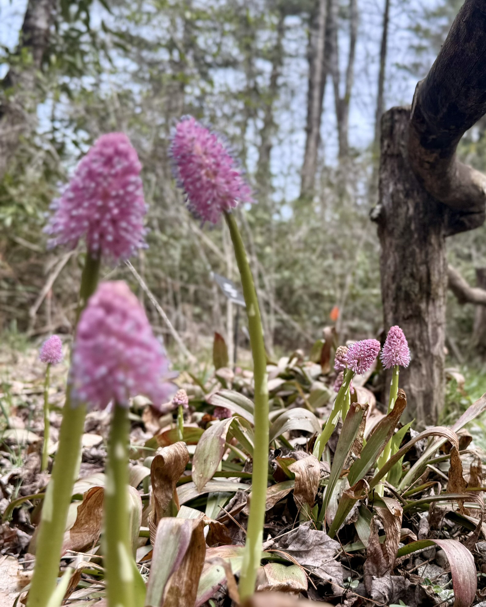 Several swamp pink flower spikes with dense cone-shaped clusters of pink blooms and pale protruding stamens rise on green stalks above strap-like basal leaves and fallen leaf litter, with bare forest trees behind.