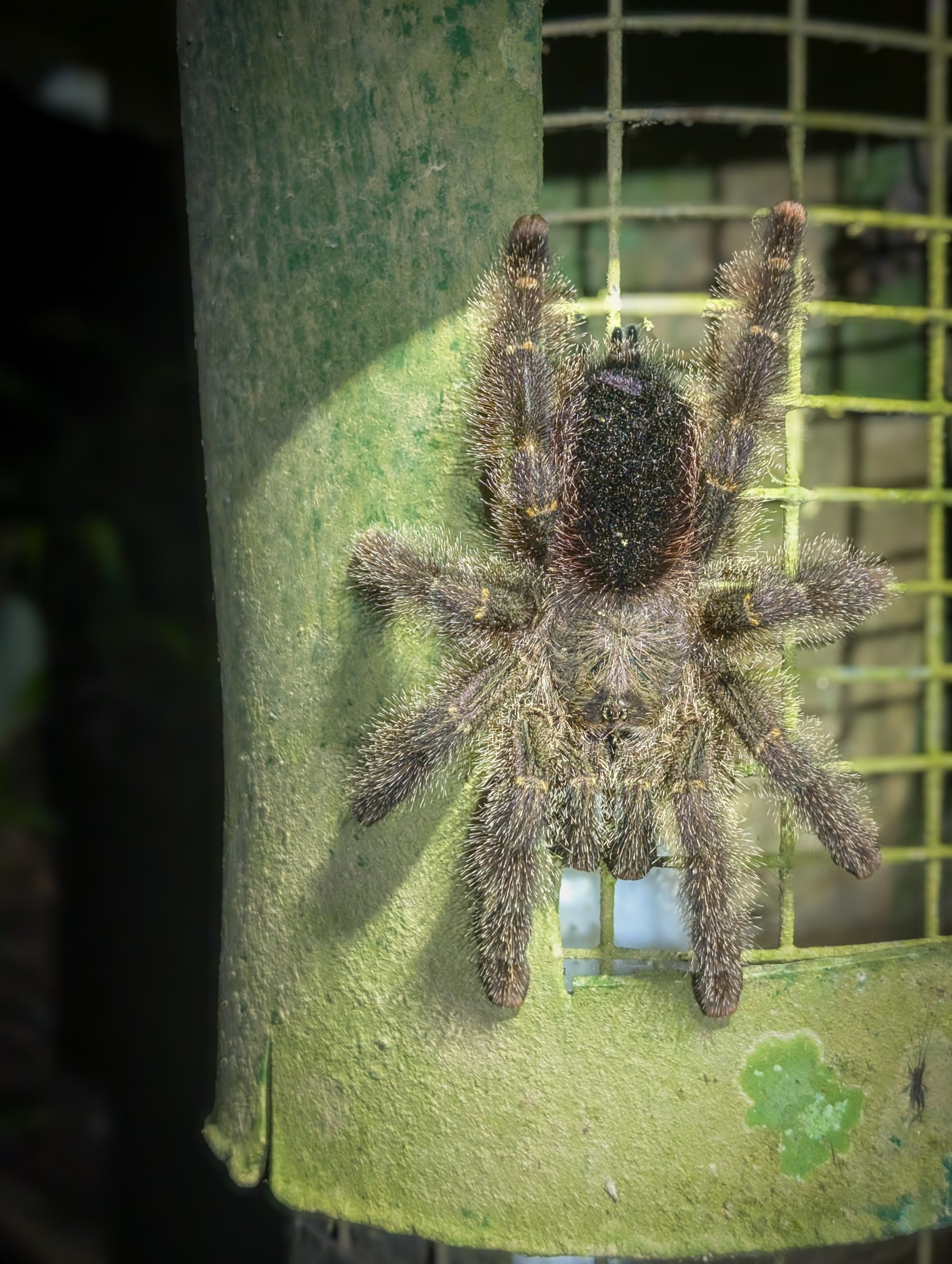 A tarantula resting on a wooden post