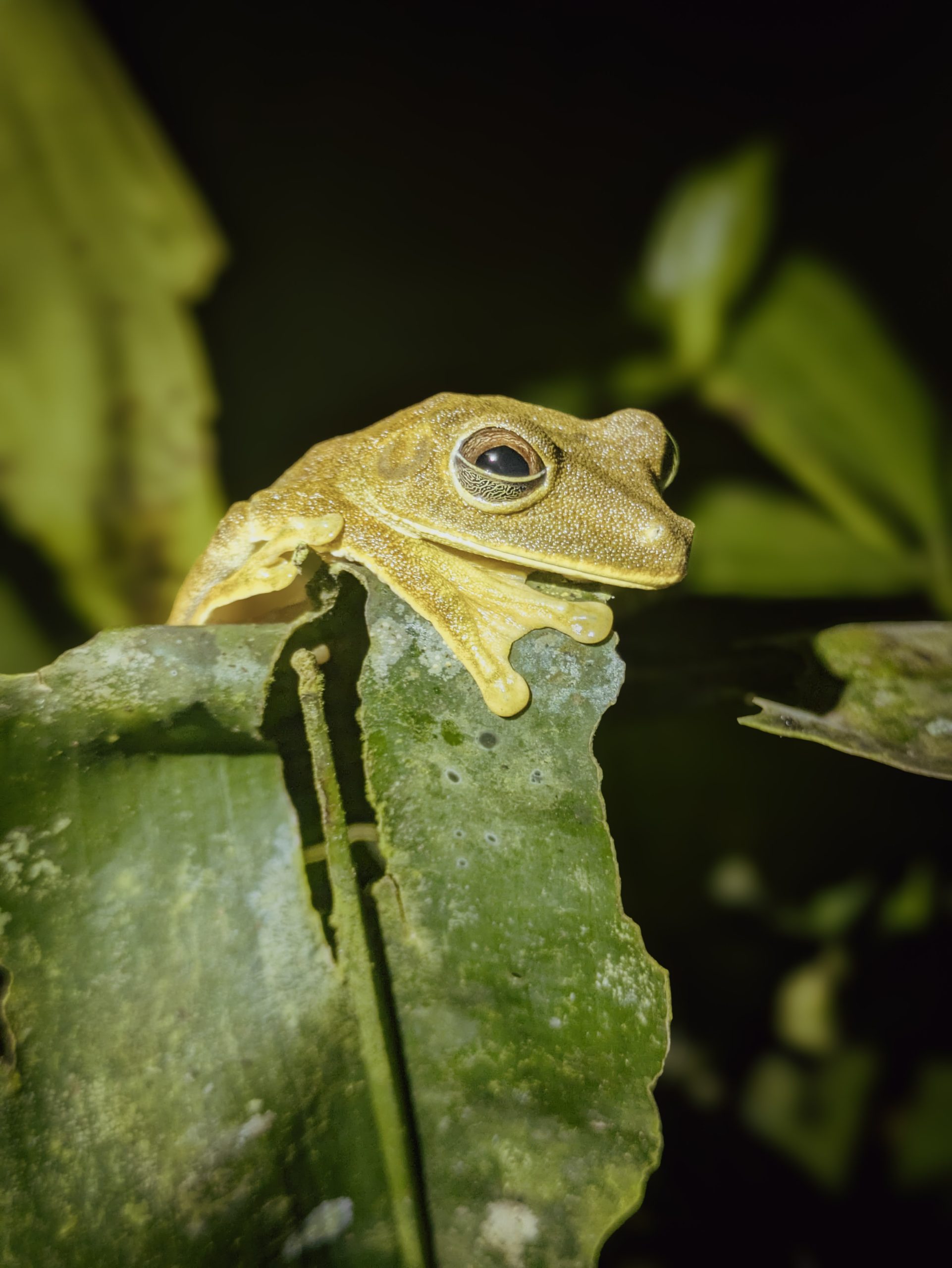 A frog photographed at night, Ecuador