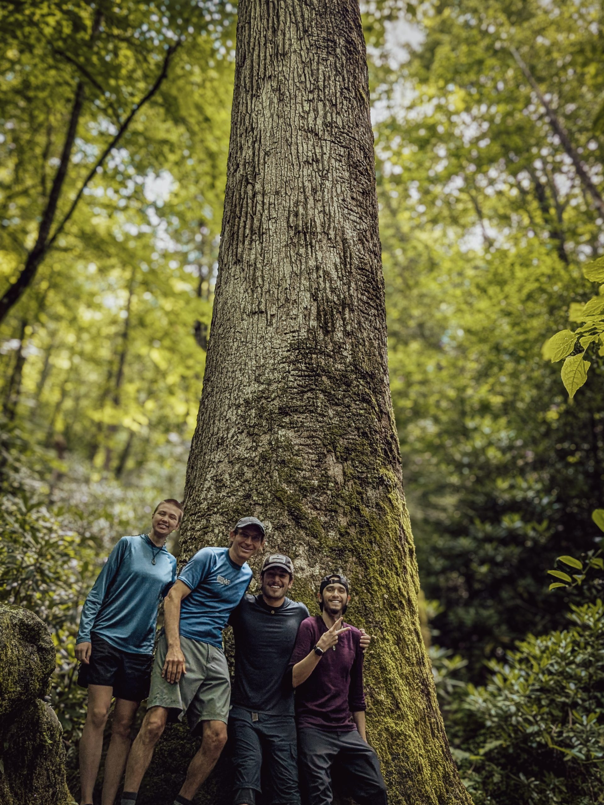 A towering tree on the Highlands Plateau, its trunk rising far above the surrounding canopy