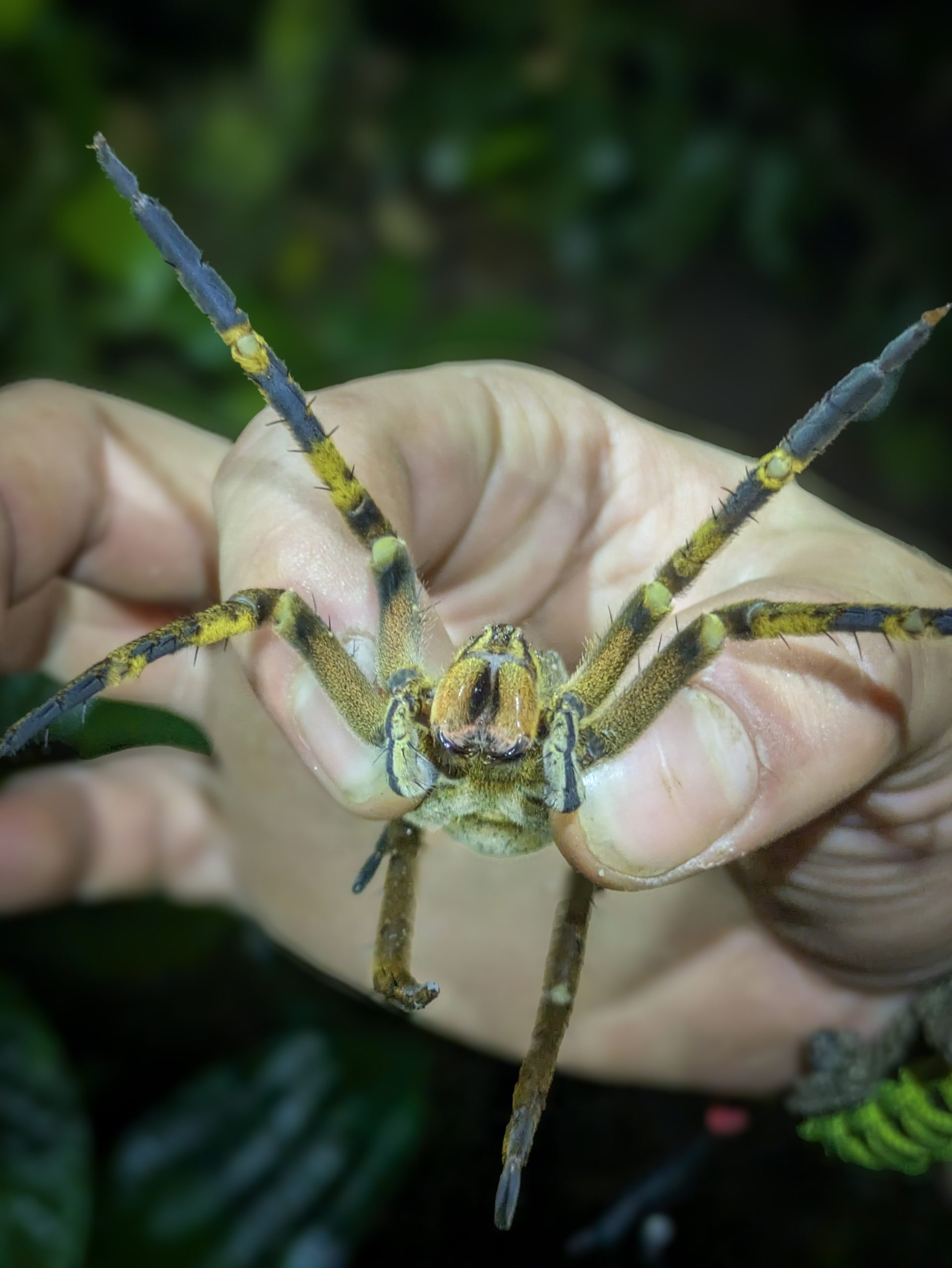 A spider held in hand, Ecuador