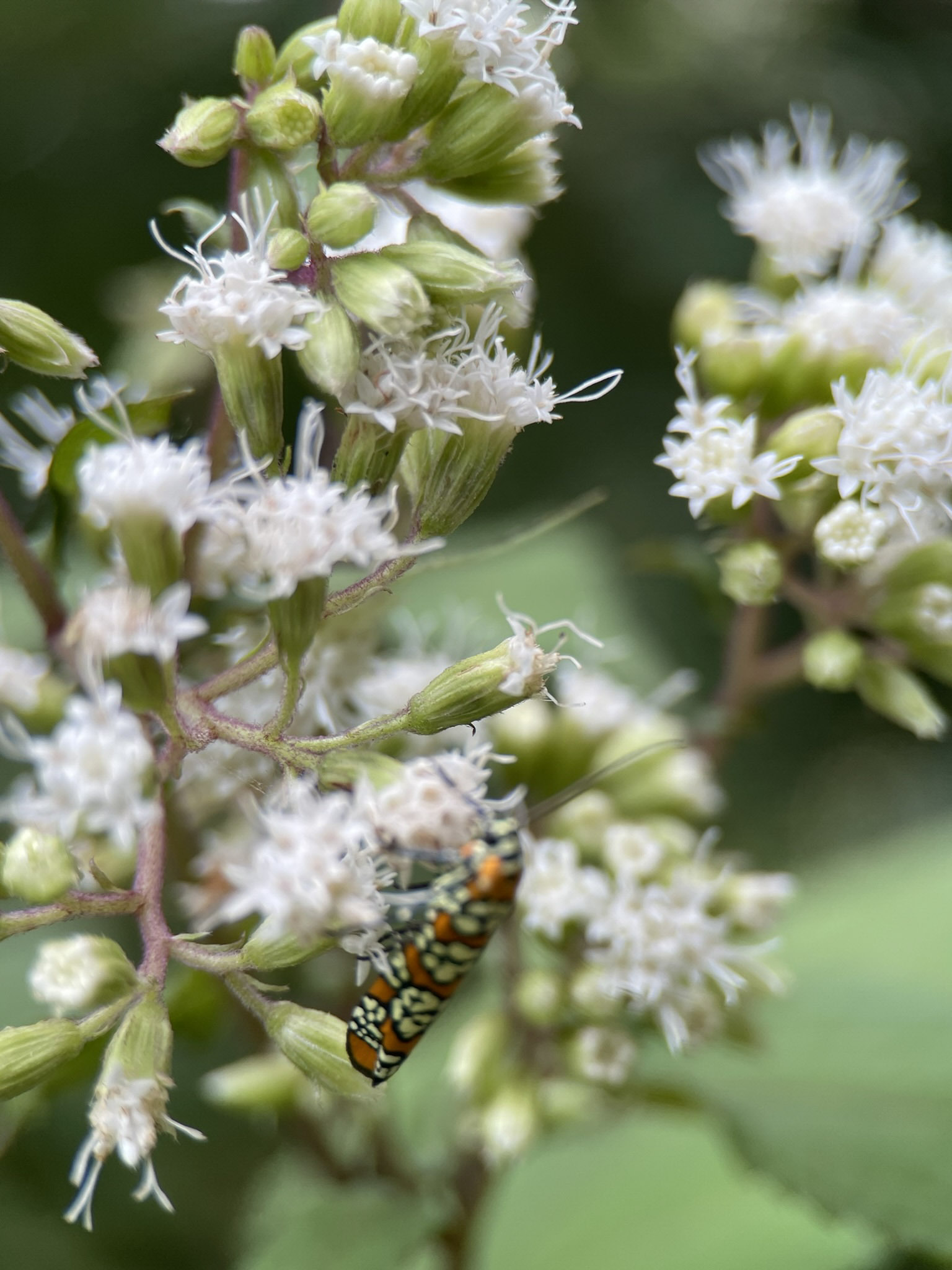 A small orange moth patterned with cream and black blocks rests among clusters of tiny white snakeroot flowers and green buds, its long antennae extended.