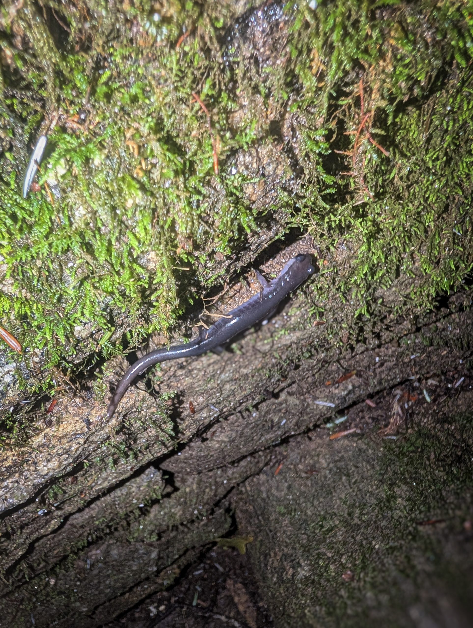 A salamander on a mossy log, Highlands Plateau
