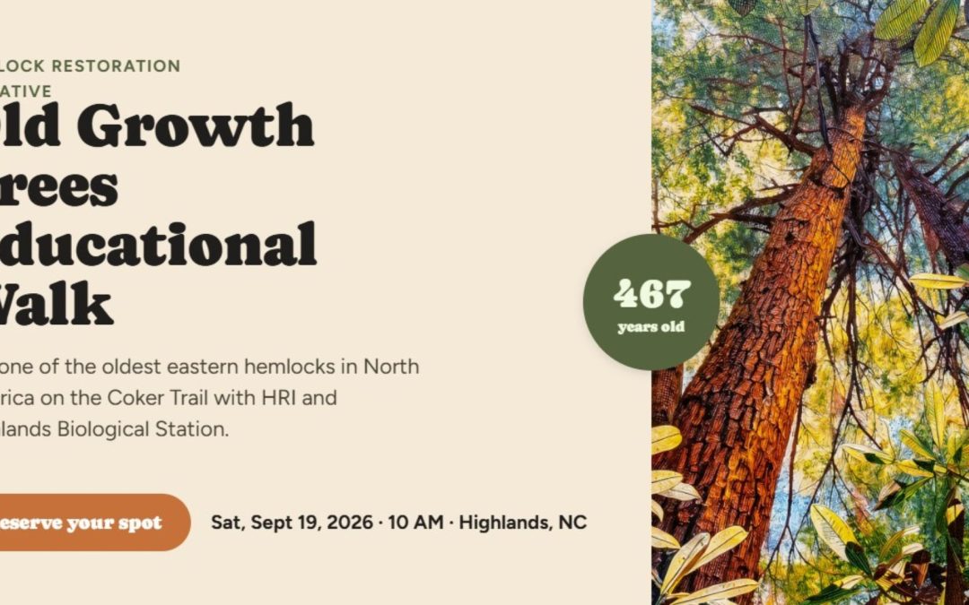 Graphic for the Hemlock Restoration Initiative's Old Growth Trees Educational Walk. On the left, text on a cream background reads: "Hemlock Restoration Initiative — Old Growth Trees Educational Walk. See one of the oldest eastern hemlocks in North America on the Coker Trail with HRI and Highlands Biological Station." An orange button reads "Reserve your spot," beside the details "Sat, Sept 19, 2026 · 10 AM · Highlands, NC." On the right, an illustrated upward view of a massive hemlock trunk with reddish furrowed bark, rising into a green canopy with rhododendron leaves in the foreground. A green circle overlays the image with the text "467 years old."