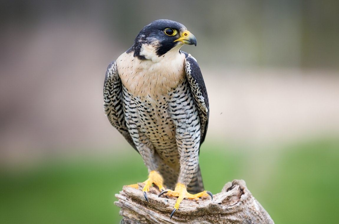 Hawk Hike with Maddie | September 2026