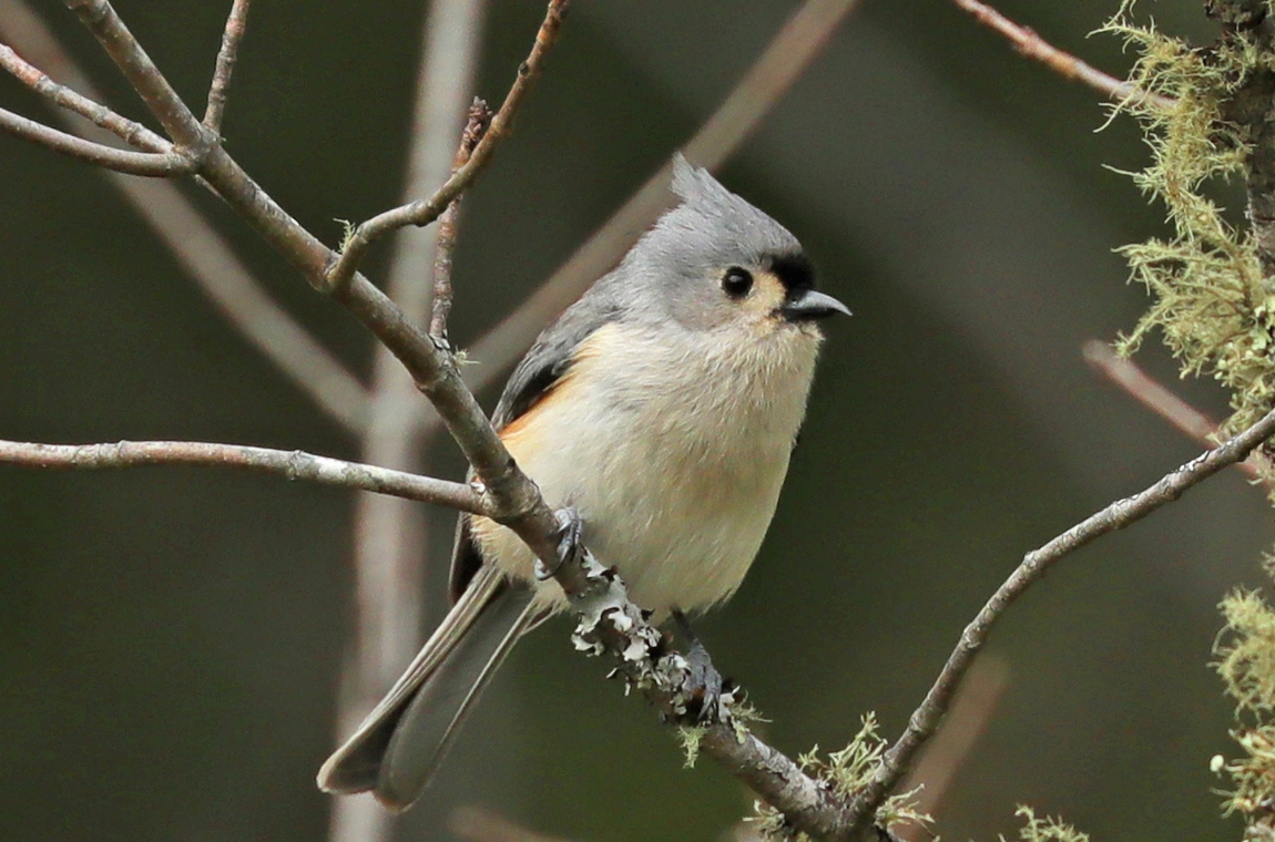 Intro to Backyard Birding | September 2026
