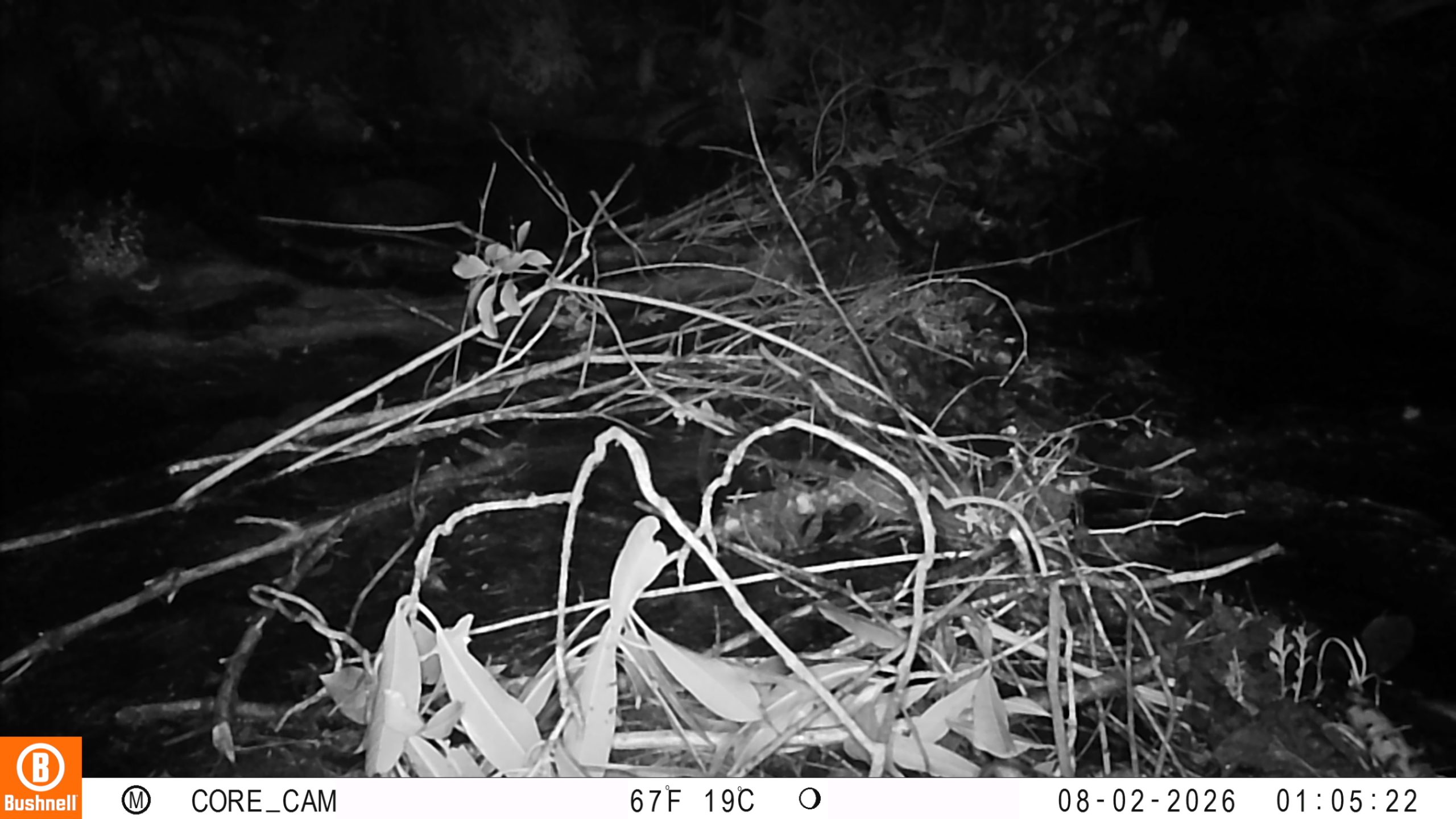 Trail camera view of the beaver dam under construction at the bridge to North Campus.
