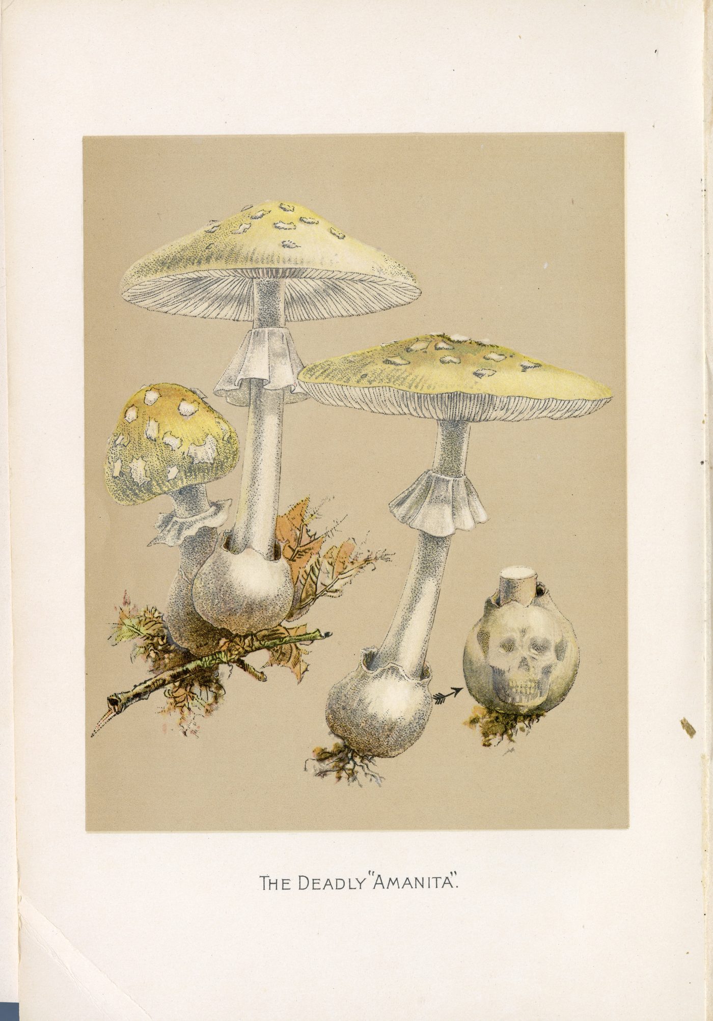 Frontispiece, The Deadly Amanita: pale yellow-capped mushrooms rising from cup-like bases, one base drawn as a skull