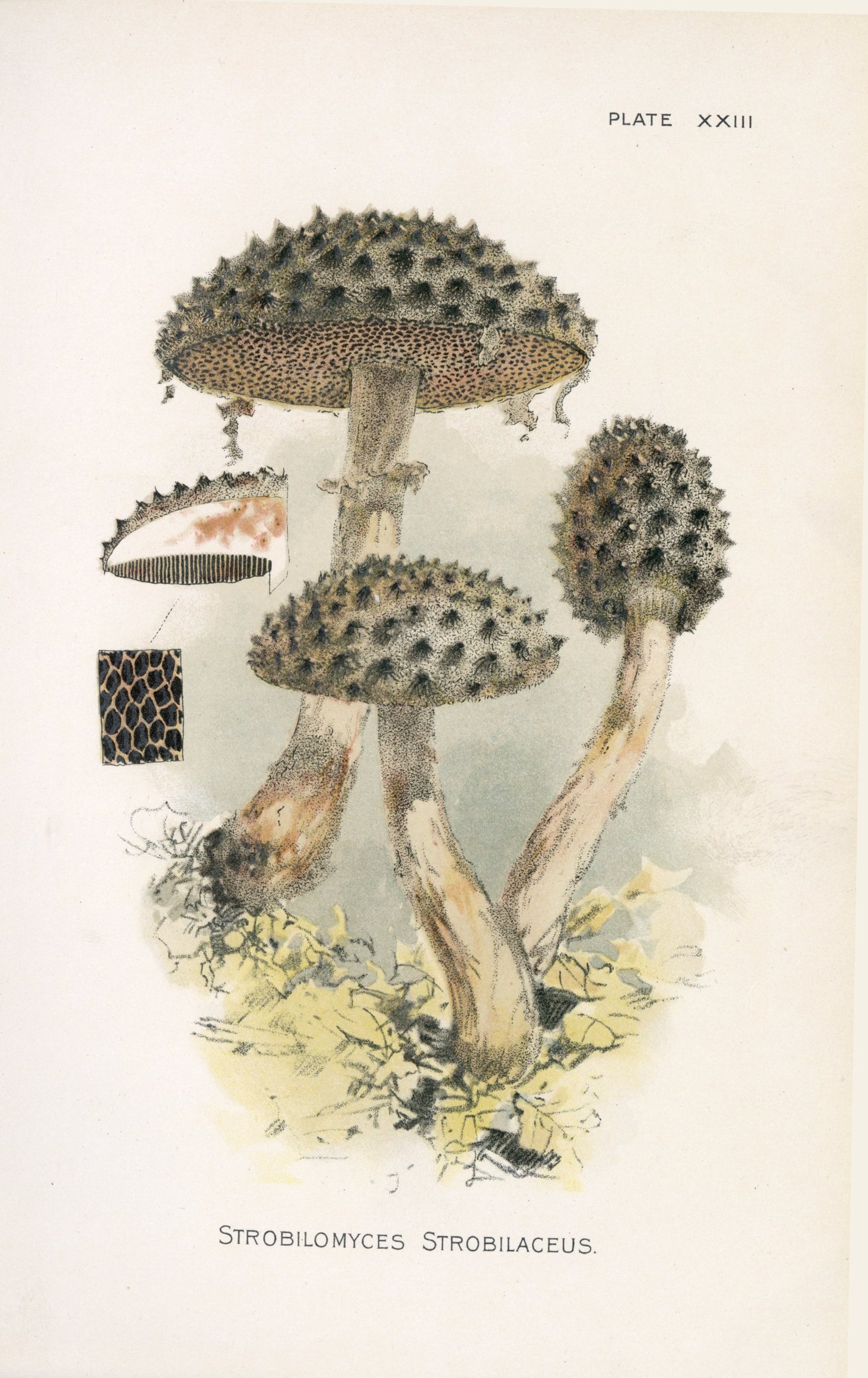 Plate XXIII as printed in 1895