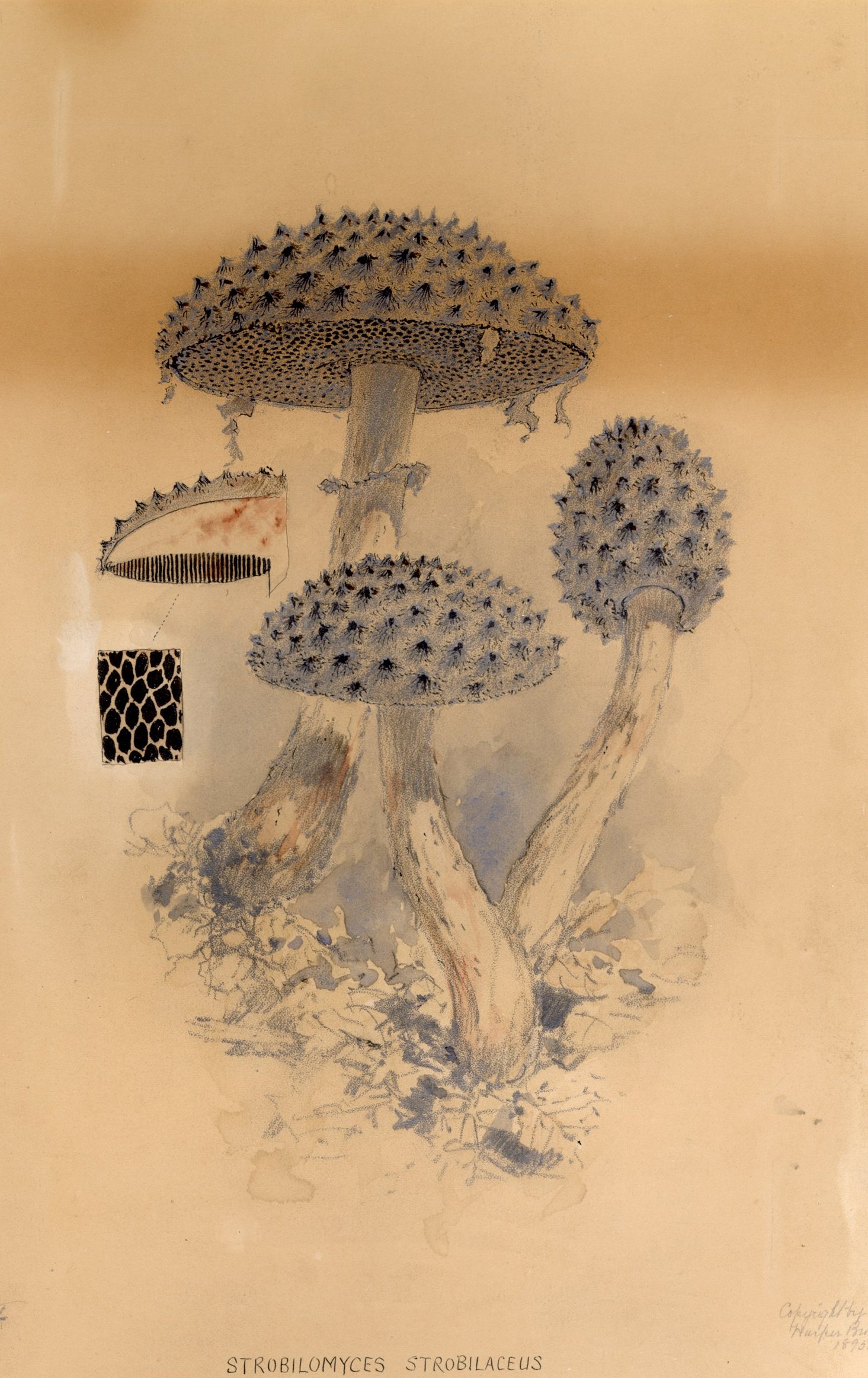 Gibson’s original watercolor for Plate XXIII