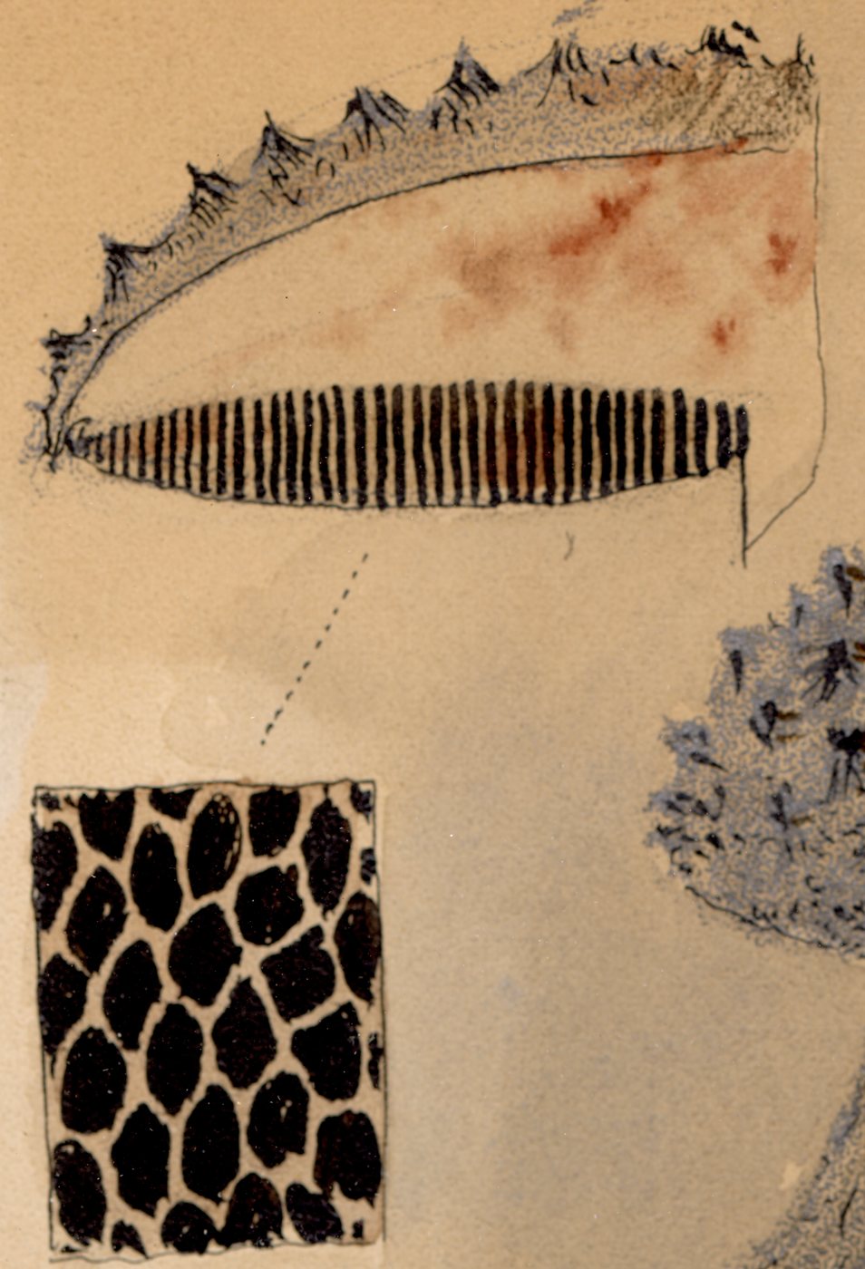 Detail: beneath the cut-away cap, upright ink strokes like the teeth of a comb, with a dotted line down to an enlarged patchwork of pores