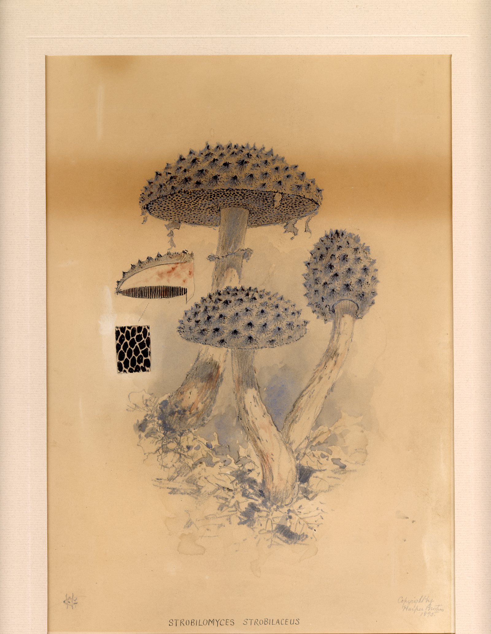 Gibson’s original watercolor for Plate XXIII, Strobilomyces strobilaceus, in its mat: three spiny-capped mushrooms above leaf litter, with a cut-away cap and pore diagram at left, his WHG monogram at lower left and a penciled copyright line at lower right