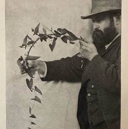 Photograph of Gibson in a hat, holding up a trailing vine to study it