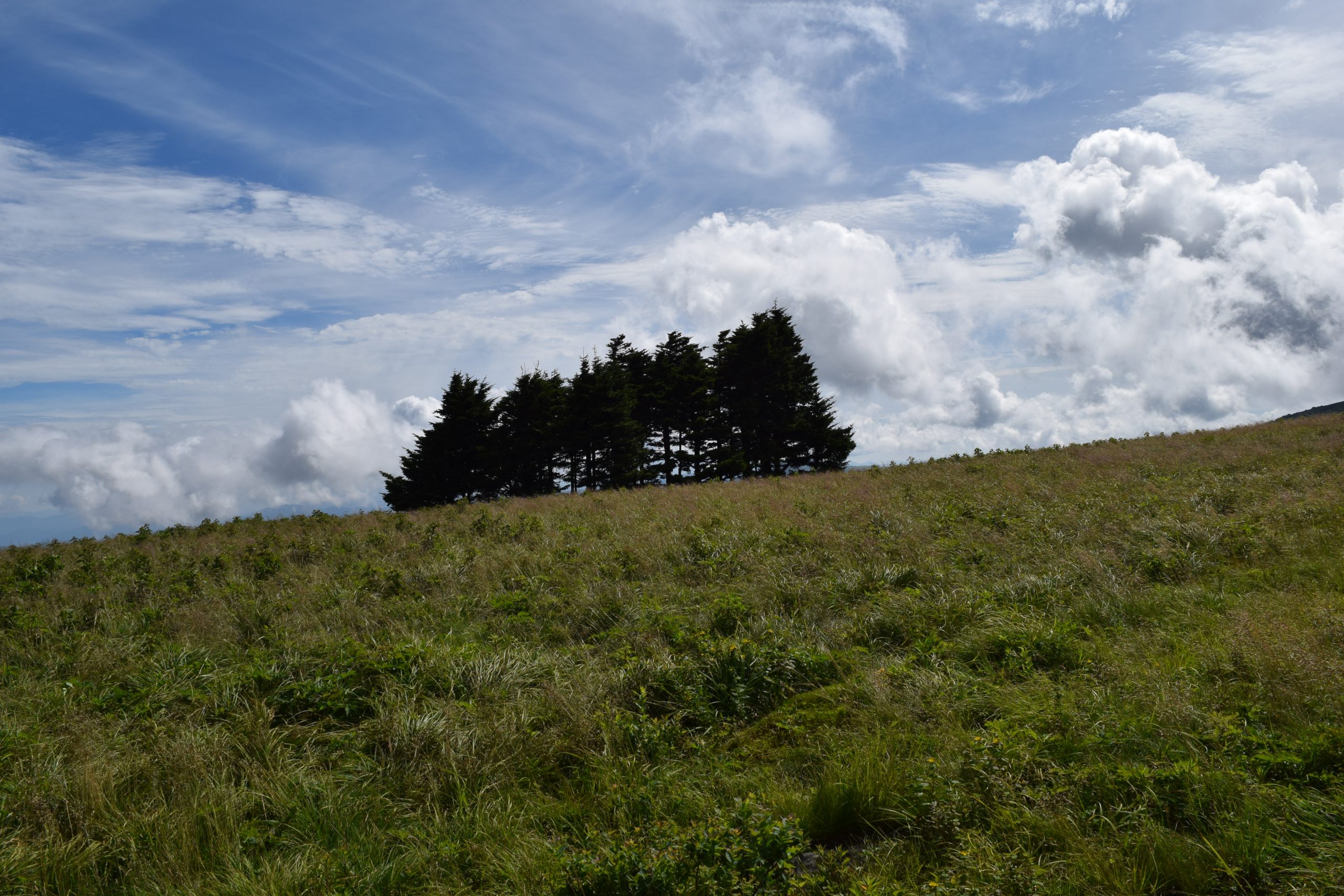 A tight cluster of dark conifers stands silhouetted at the crest of a grassy slope beneath a bright sky of wispy and towering clouds.