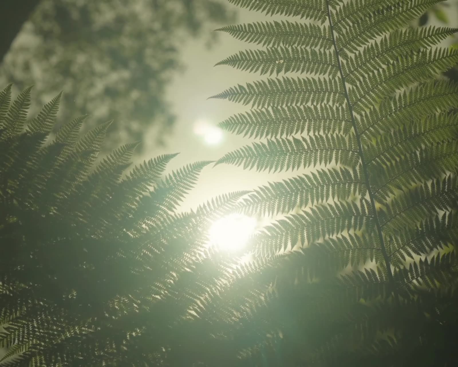 Sunlight through the fronds of a fern